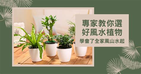 庭院風水|【風水植物大全】專家教你選好風水植物，學會了全家。